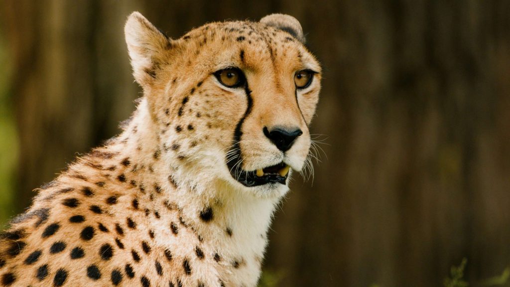 Gepard Kopf 1