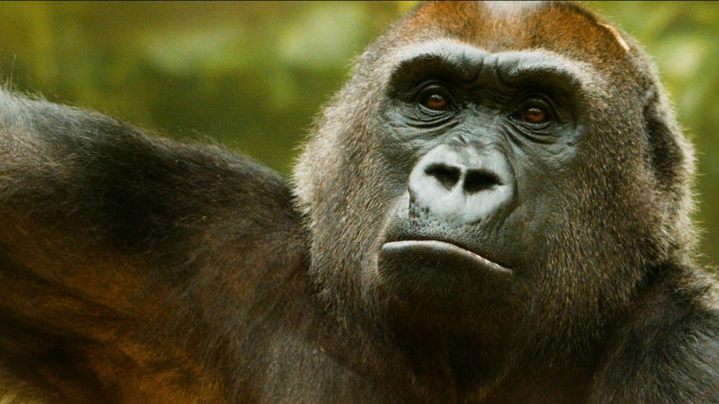 Gorilla 3