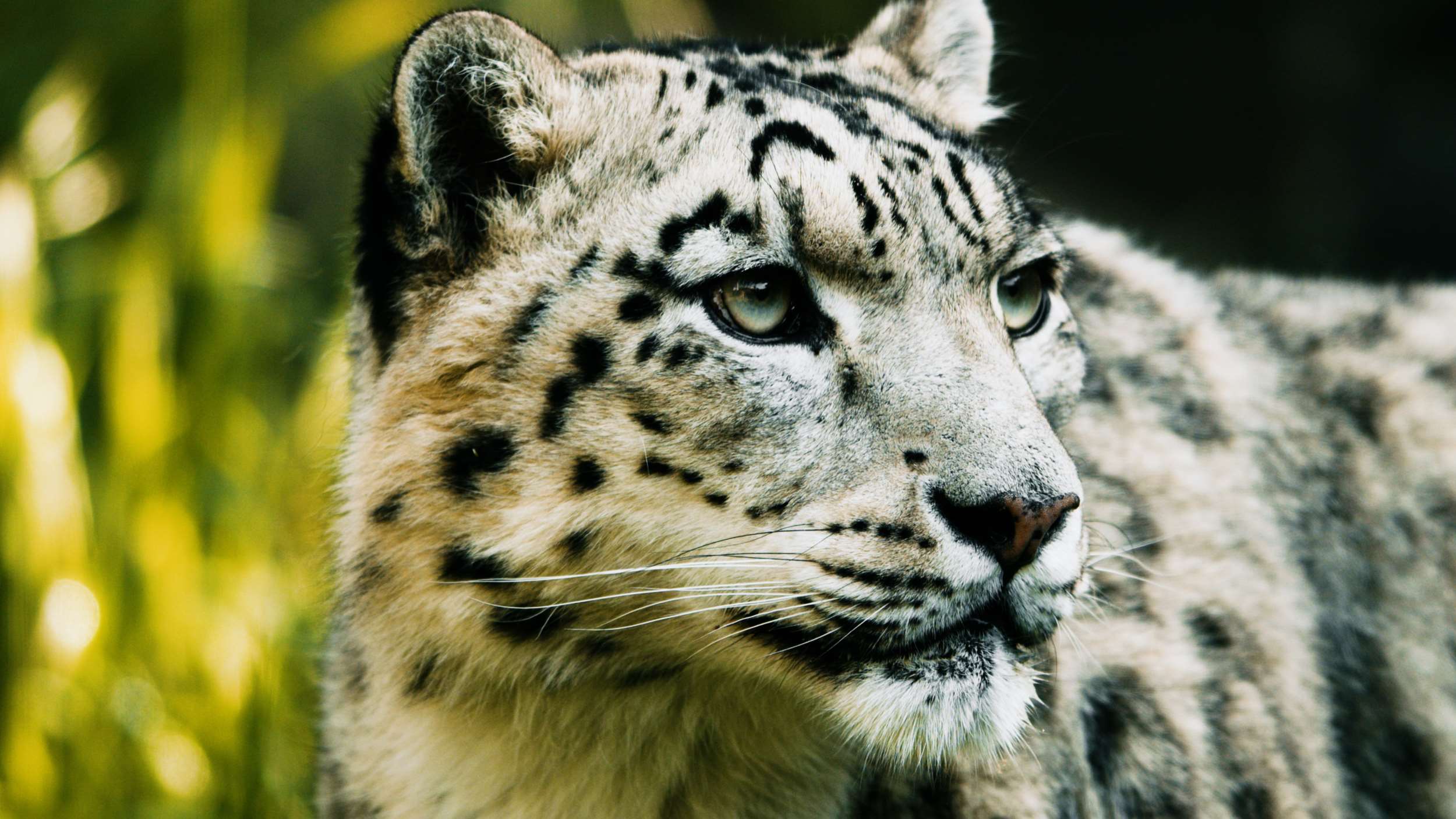 Schneeleopard 3